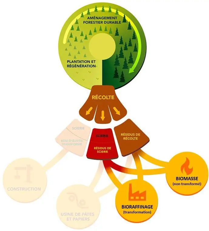 Diagramme montrant le cycle de vie du bois et de la biomasse